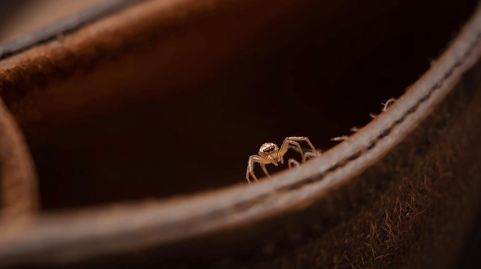 Devido ao clima população deve redobrar os cuidados com animais peçonhentos