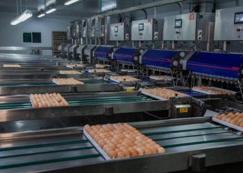 Pluma Agroavícola anuncia instalação em Campo Verde e reacende esperança na cadeia produtiva