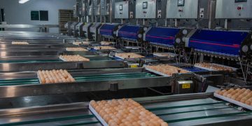 Pluma Agroavícola anuncia instalação em Campo Verde e reacende esperança na cadeia produtiva