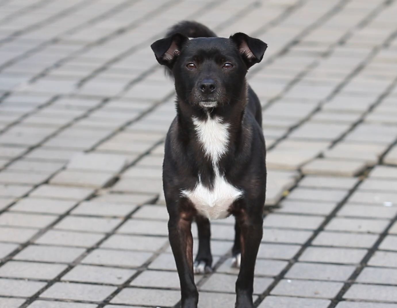 Assunto Polêmico: Bem-estar animal entra em pauta em Campo Verde