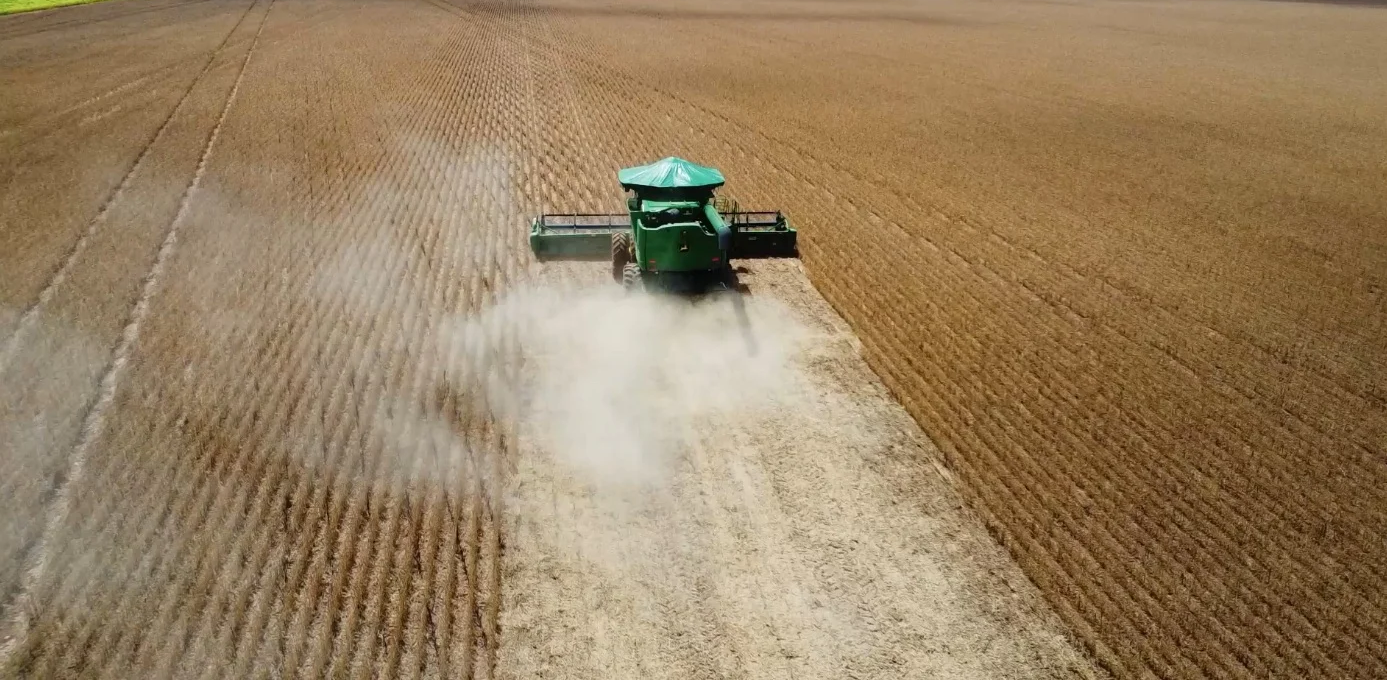 Comercialização de grãos e fibra em Mato Grosso é marcada por cautela e oscilação de preços