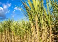 Produção de etanol cresce mais de 16% em MT e gera 12 mil empregos